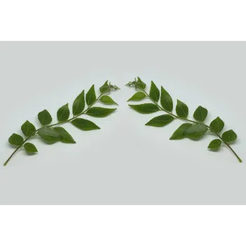 Dry Curry Leaves